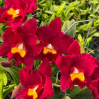 Rth. Shinfong Red Mudan