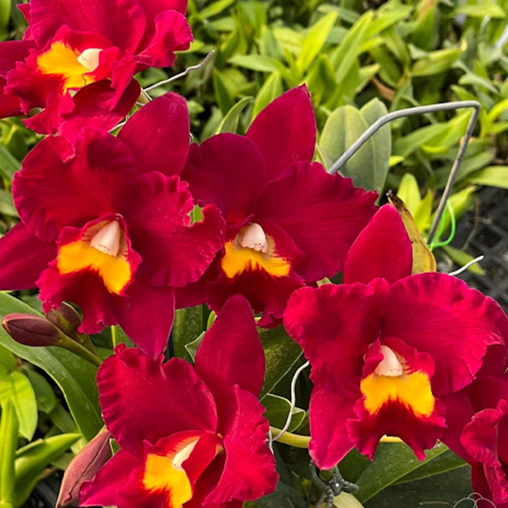 Rth. Shinfong Red Mudan