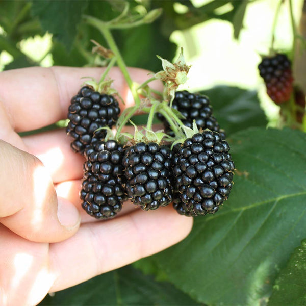 Mur fara ghimpi, fructe mari - Rubus fruticosus 'Black Satin' 