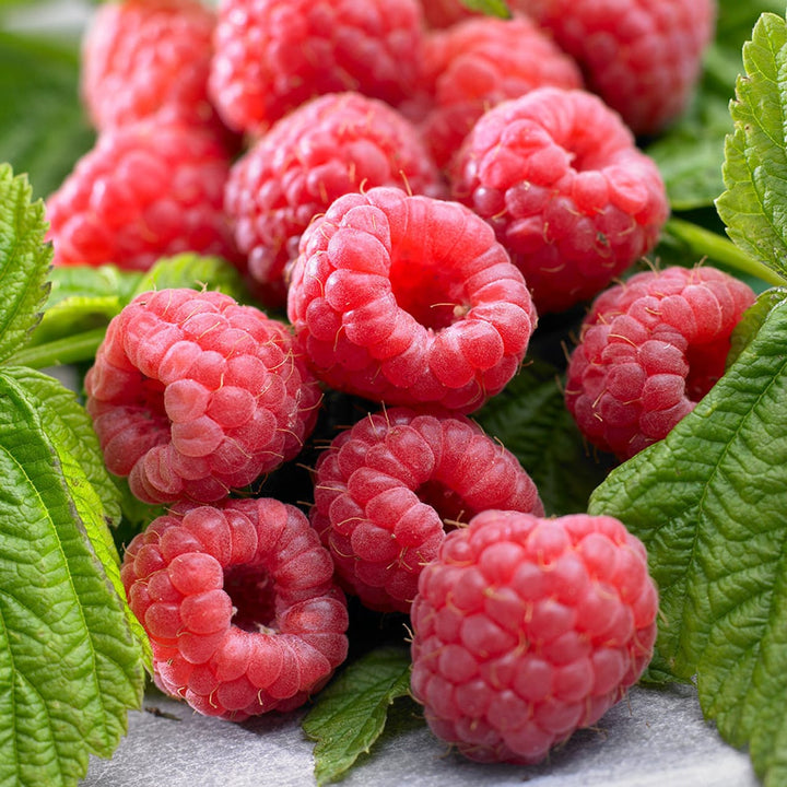 Zmeur de toamna - Rubus idaeus 'Autumn Bliss'