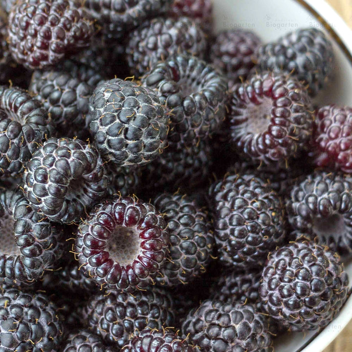 Rubus idaeus 'Black Jewel'