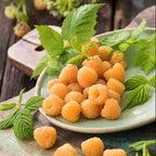 Lampone - Rubus idaeus 'Golden Everest'