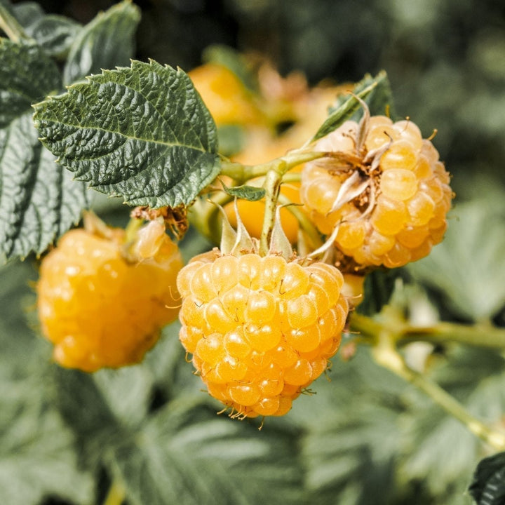 Rubus Idaeus TwoTimer 'Sugana Yellow'