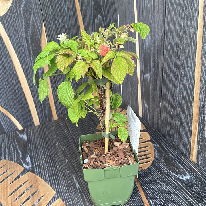 Rubus Idaeus TwoTimer 'Sugana Red'