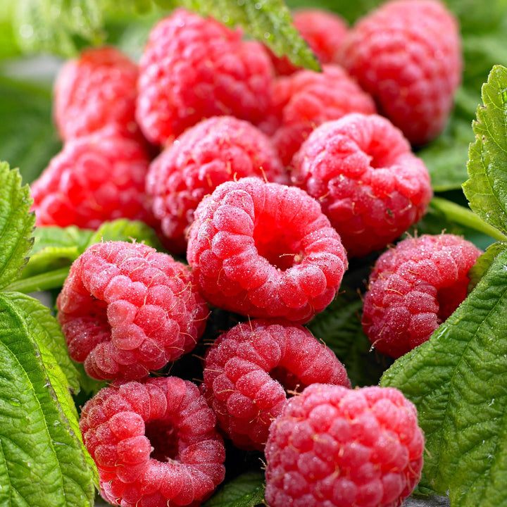 Rubus Idaeus TwoTimer 'Sugana Red'