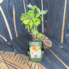 Rubus Idaeus 'Golden Everest'