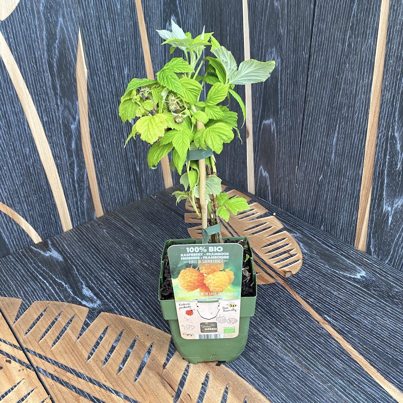 Rubus Idaeus 'Golden Everest'