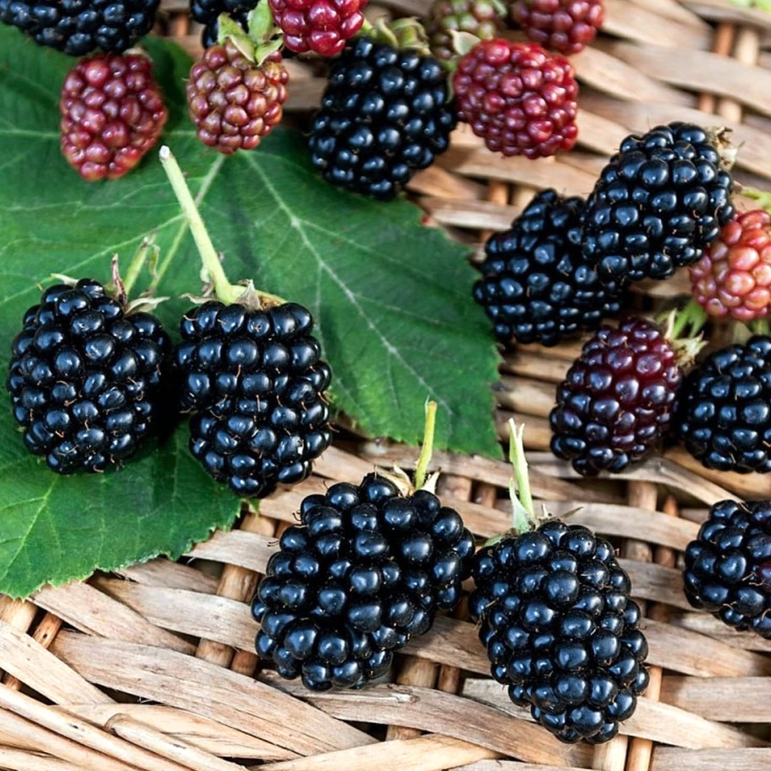 Free Rubus Mur fara ghimpi - Rubus fruticosus 'Thornfree'