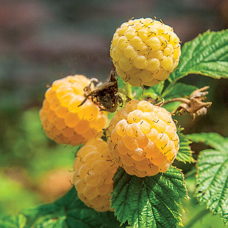 Zmeur galben remontant, cu fructe dulci si aromate - Rubus idaeus 'Fallgold'