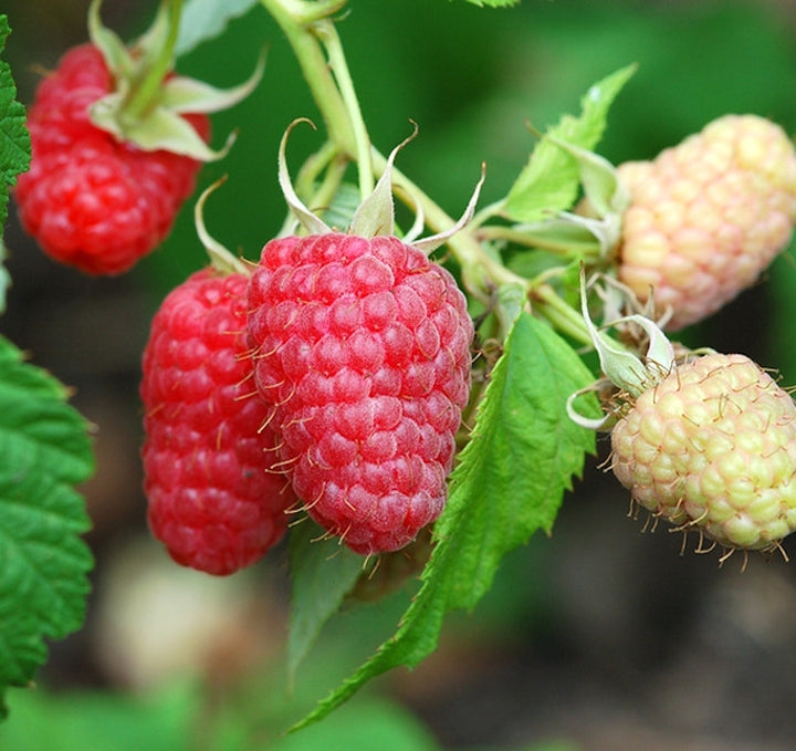 Rubus idaeus 'Autumn Bliss'