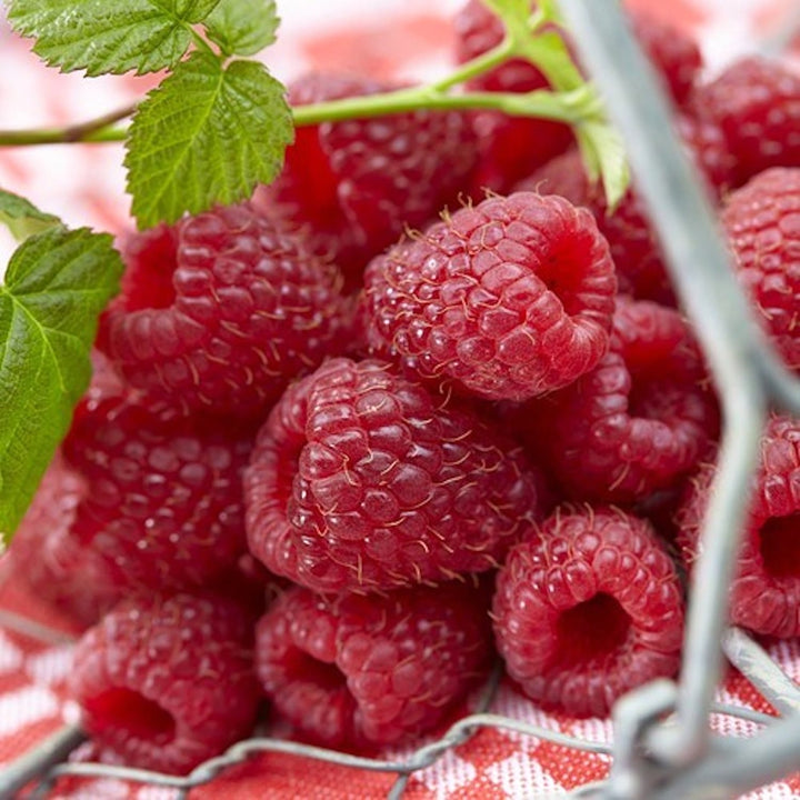 Rubus idaeus 'Schoenemann'