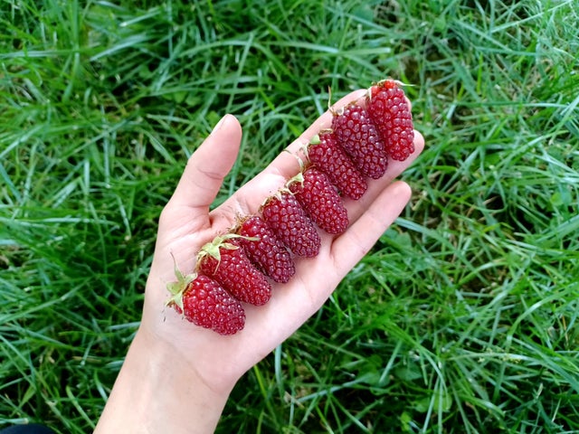 Zmeur gigant - Rubus loganobaccus 'Tayberry' (fructe xl)