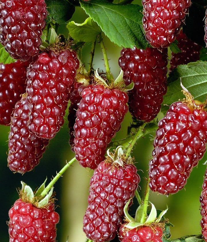 Zmeur gigant - Rubus loganobaccus 'Tayberry' (fructe xl)