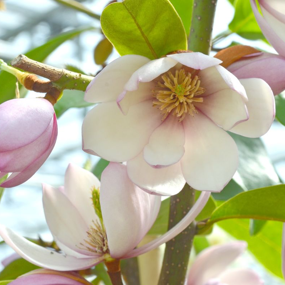 Magnolia Michelia 'Fairy Magnolia Blush'