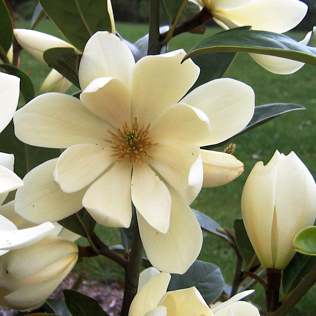 Magnolia Michelia 'Fairy Magnolia Cream'