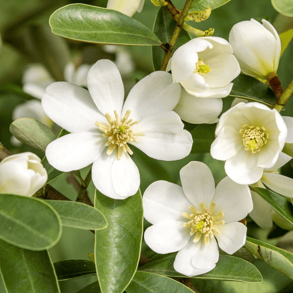 Magnolia Michelia 'Vanilla Pearls' (Weiß) - duftende Blüten (H40)