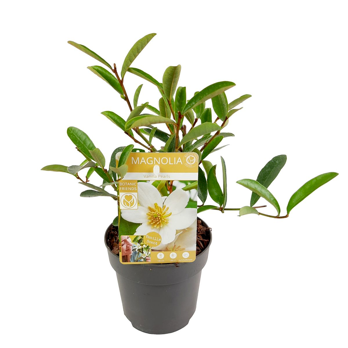 Magnolie Michelia 'Vanilla Pearls' (Weiß) - duftende Blüten (H40)