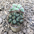 Sagomato conophytum