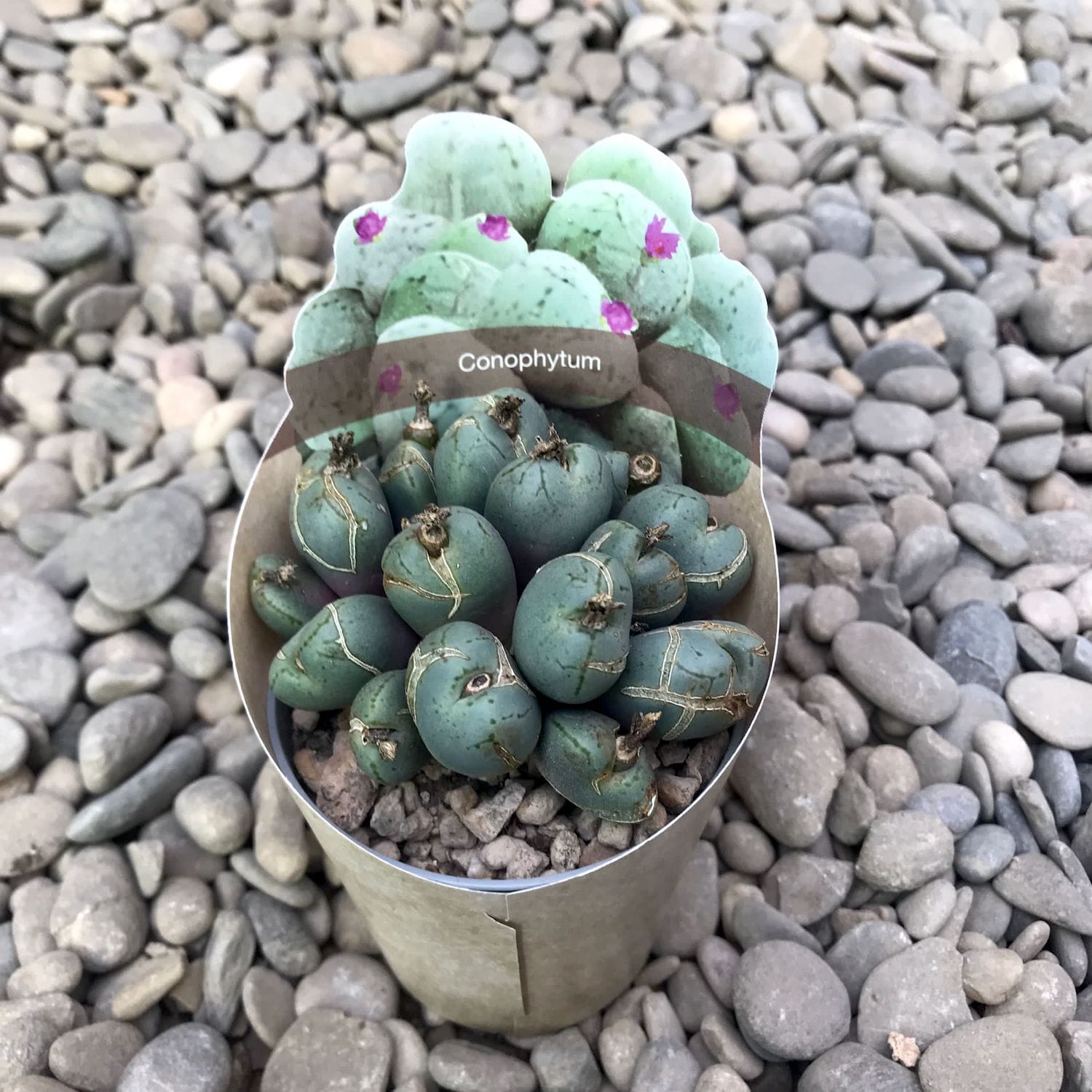 Sagomato conophytum