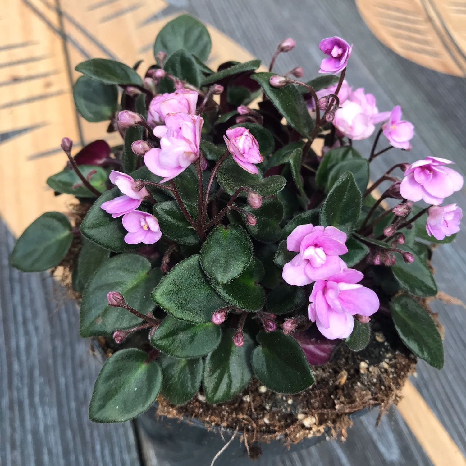 Saintpaulia Rob's Sailor Bill  - violete speciale