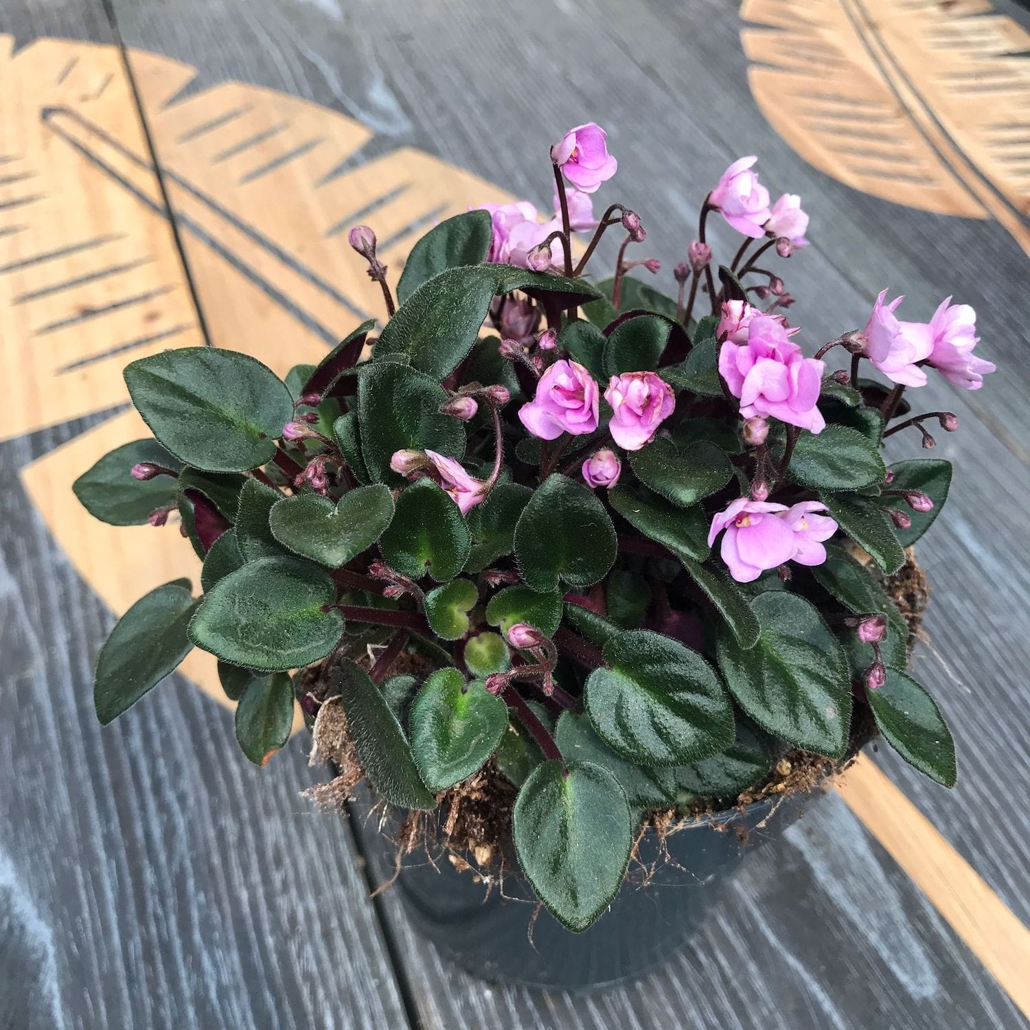 Saintpaulia Rob's Sailor Bill  - violete speciale