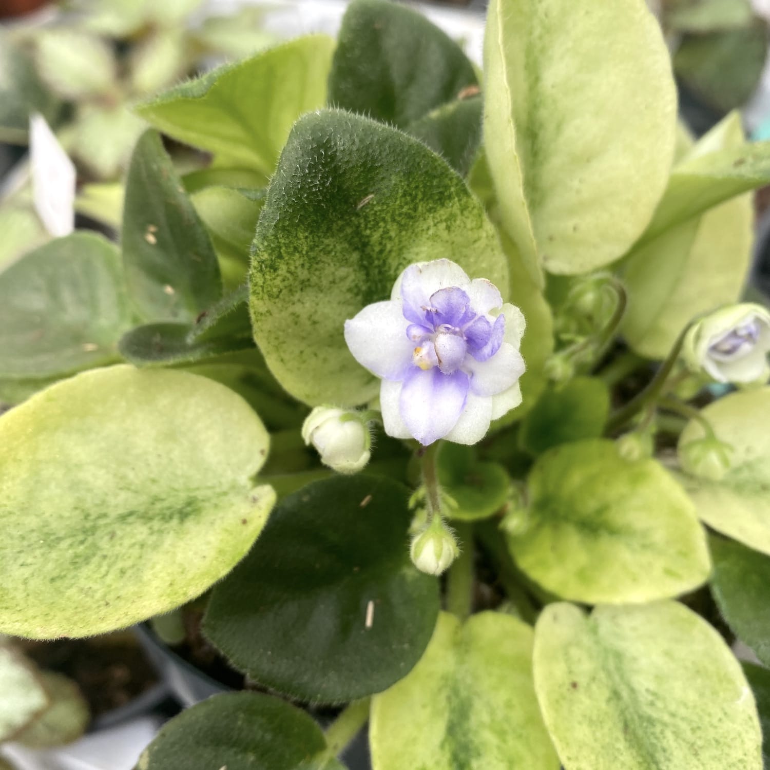 Saintpaulia Golden Gate - flori duble, frunze variegate