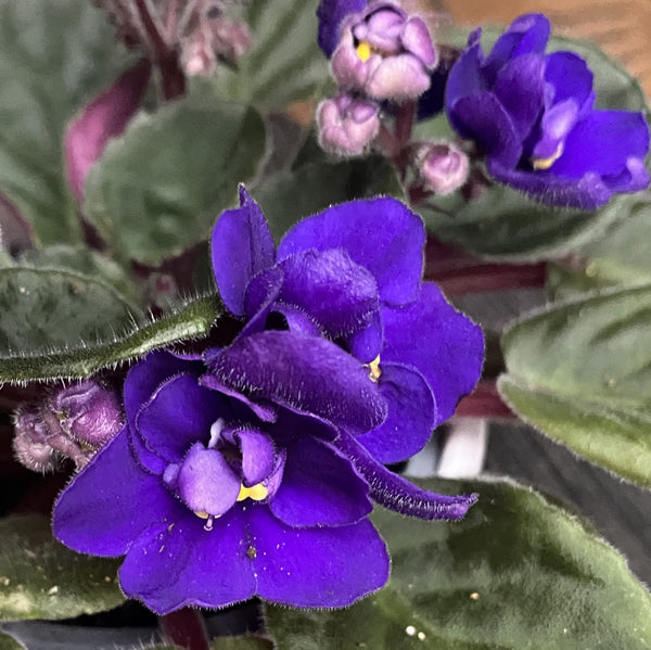 Violets - Saintpaulia Inova Spectra Top