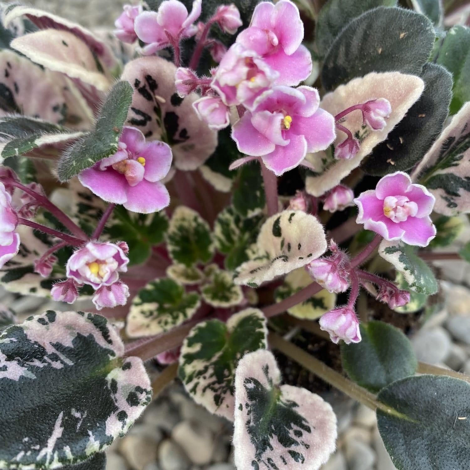 Saintpaulia Joy's Pink Halo