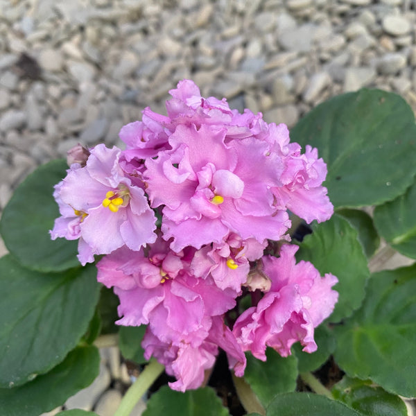Saintpaulia Rosanne Pink - Veilchen mit gefüllten lockigen Blüten