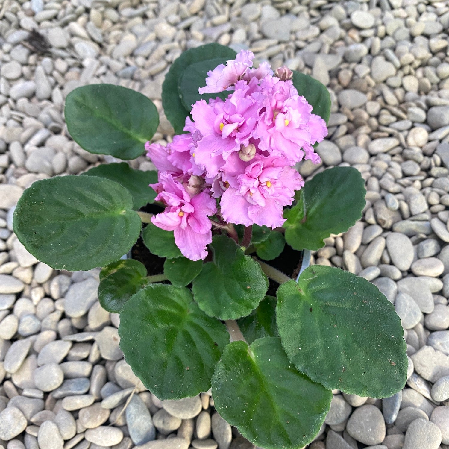 Saintpaulia Rosanne Pink - violete cu flori duble crete