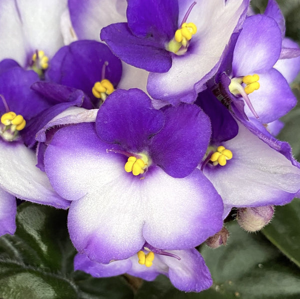 Saintpaulia Trendy Purple - two-tone violets