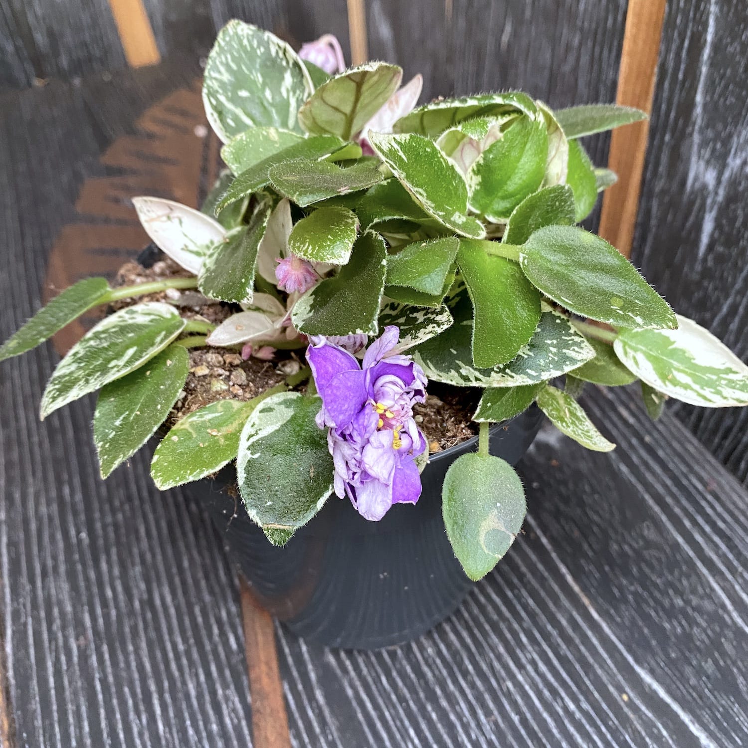 Saintpaulia Variegata 01 - violete cu flori duble, frunze variegate