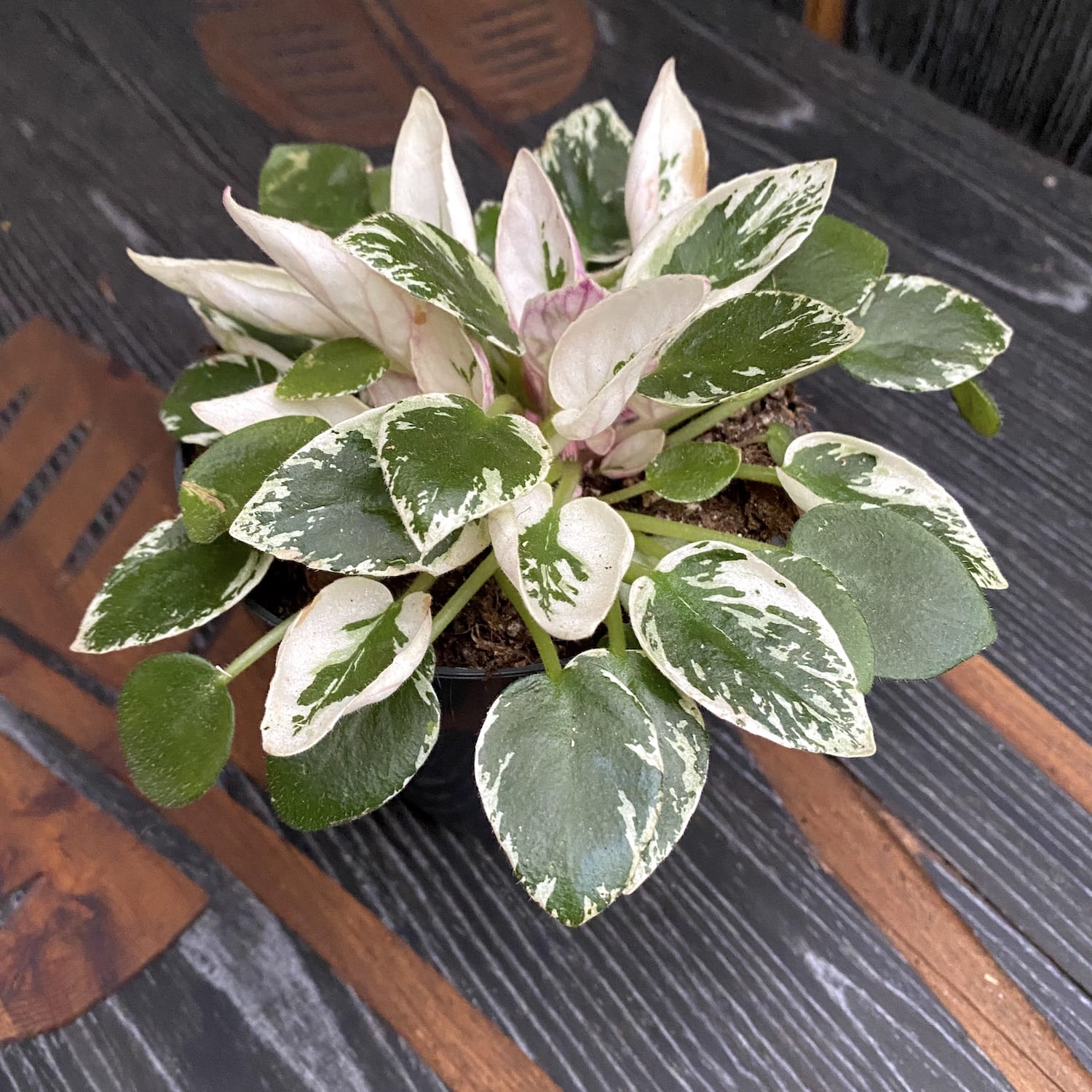 Saintpaulia Variegata 01 - violete cu flori duble, frunze variegate