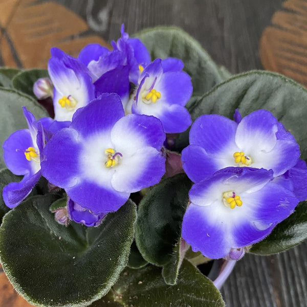 Saintpaulia Voila Blue - violete bicolore