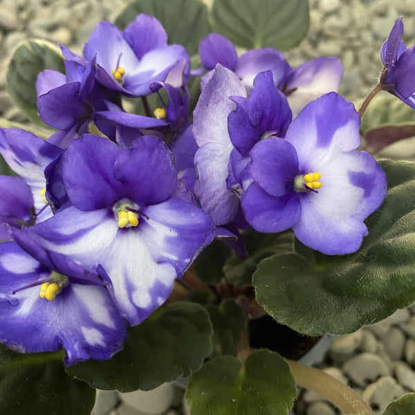 Saintpaulia Voila Purple-White