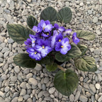 Сейнтпаулия Войла Лилаво-Бяло