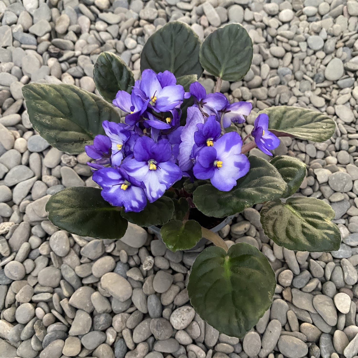 Saintpaulia Voila Purple-White