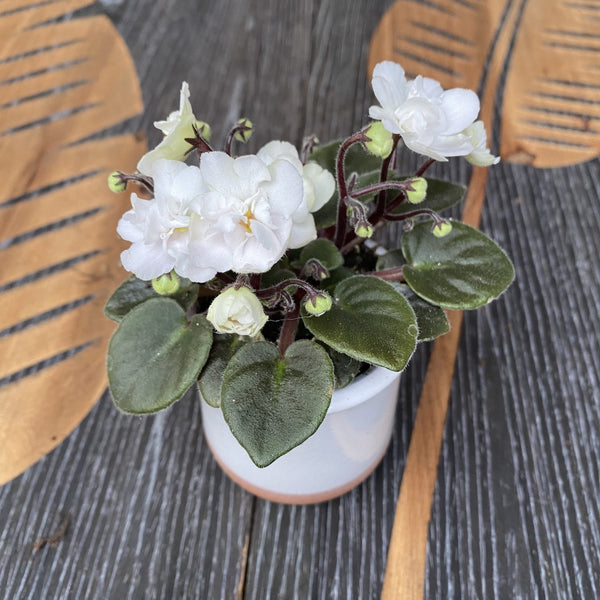 Veilchen mit gefüllten weißen Blüten - Saintpaulia White (mini)