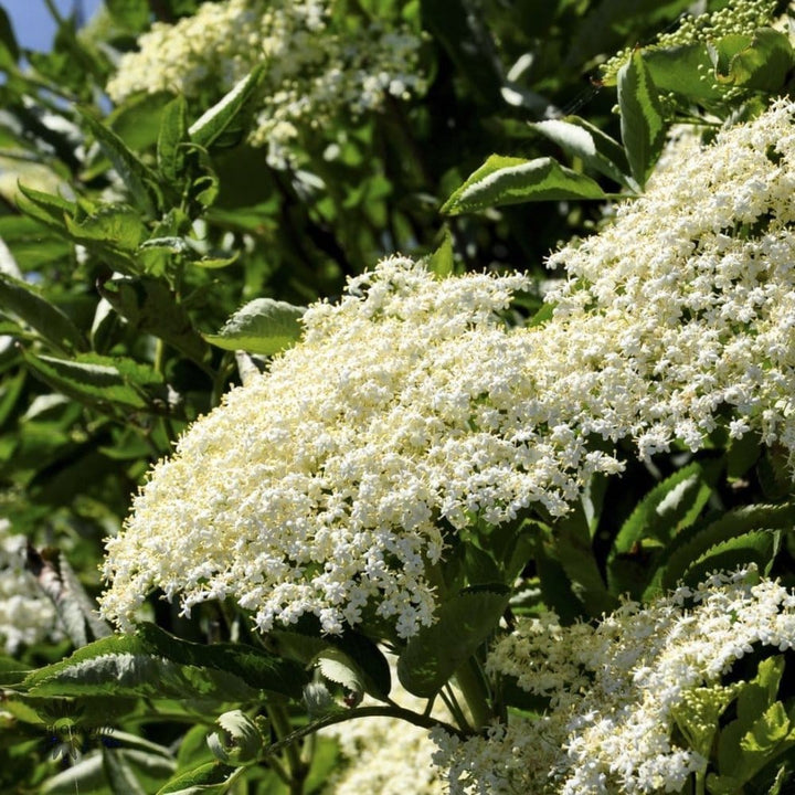 Soc negru productiv - Sambucus nigra 'Haschberg'