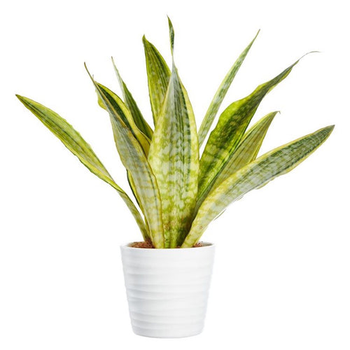 sansevieria aubrytiana lauren Sansevieria Aubrytniana Lauren – Secret Garden Plant Shop