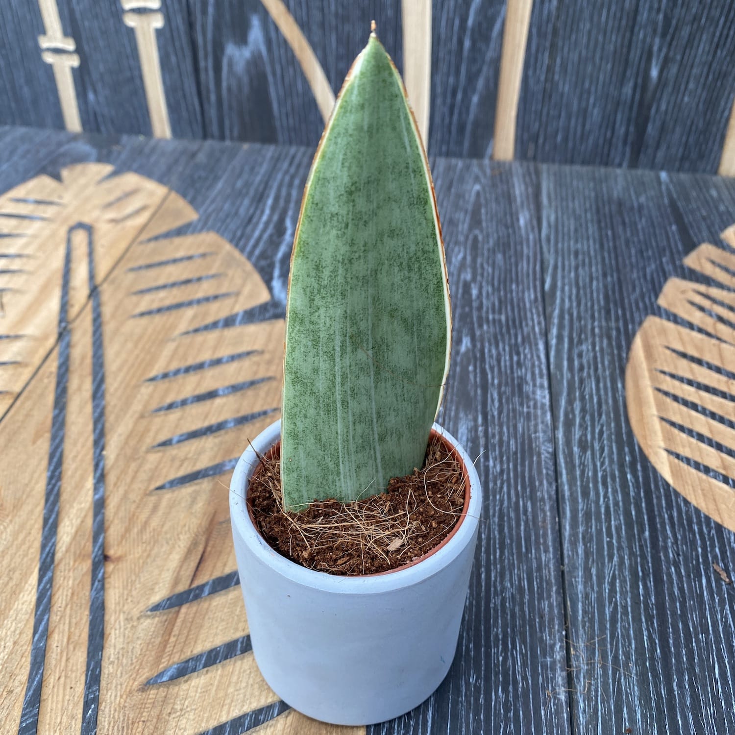 Sansevieria Aubrytniana Metallica (babyplant)