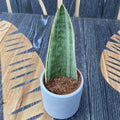 Sansevieria Aubrytniana Metallica (babyplant)