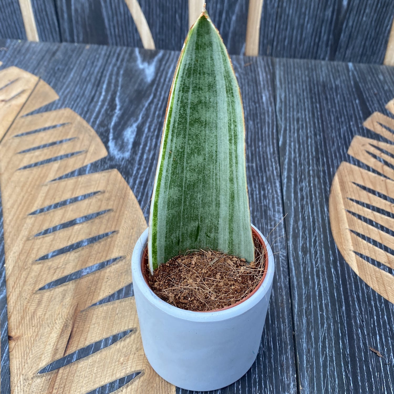 Sansevieria Aubrytniana Metallica (babyplant)
