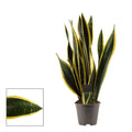 Sansevieria Black Gold D14 - 2 plante/ghiveci, H55cm