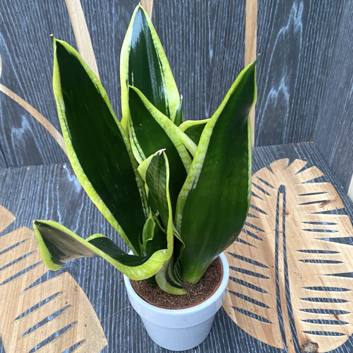 Sansevieria Black Gold