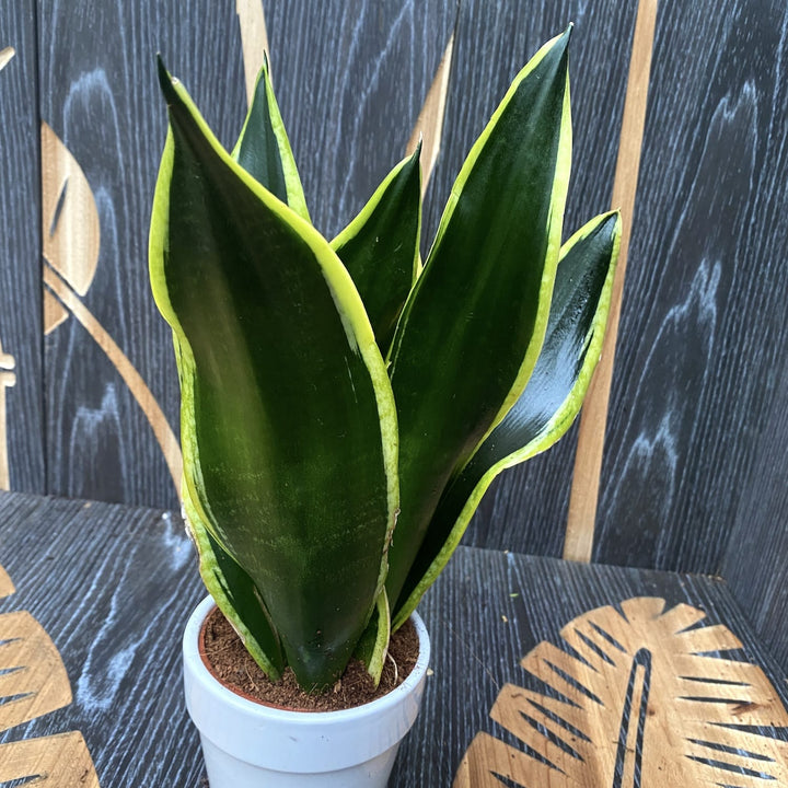 Sansevieria Black Gold