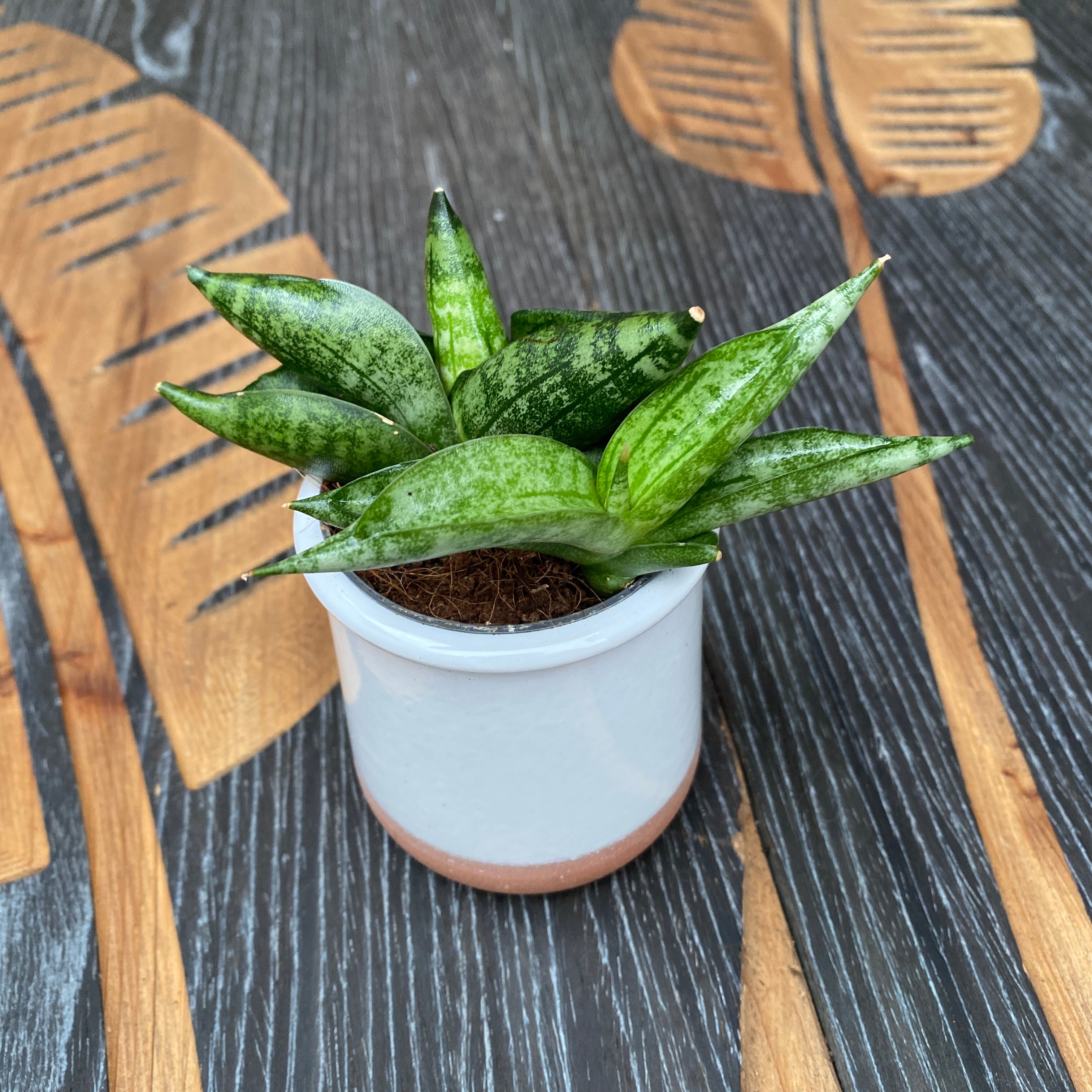 Sansevieria Boncellensis 2pp