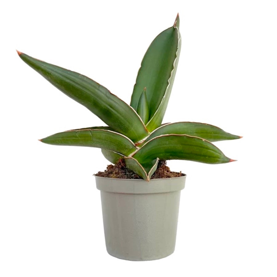 Sansevieria ehrenbergii 'Samurai' - forma compacta si frunzis arhitectural pentru spatii restranse