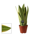 Sansevieria 'White Snow' D14 - 2 plante/ghiveci