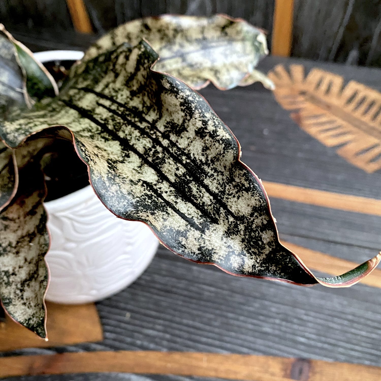 Sansevieria 'Star Canyon Granite'